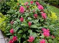 Brazilian plume flower